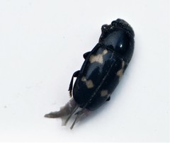 Glischrochilus quadriguttatus