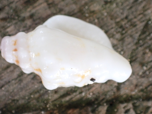 Persististrombus granulatus observed 2026-08-27