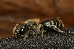 Osmia caerulescens