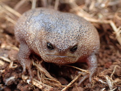 Breviceps verrucosus