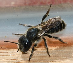 Osmia caerulescens