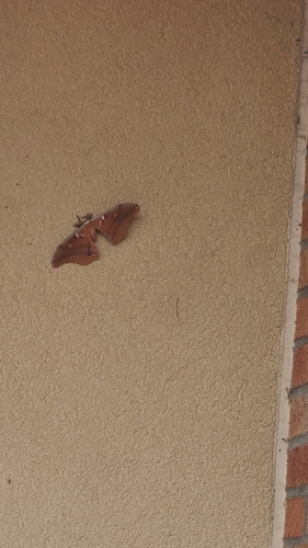 Polyphemus Moth