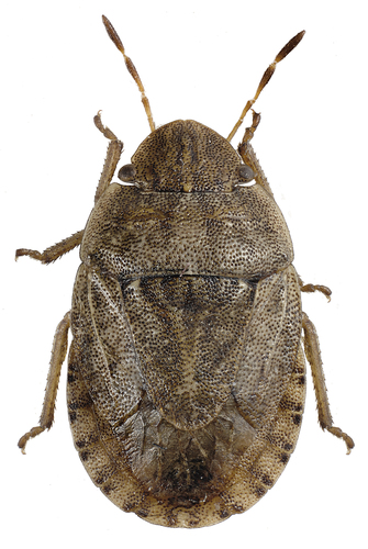 Sand-runner Shieldbug, photo 7 of 7