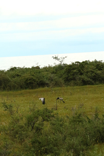 Black-necked Crane