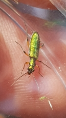 Chrysanthia flavipes