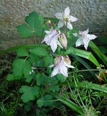 Aquilegia vulgaris
