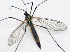 Nephrotoma appendiculata