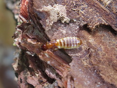 Zootermopsis nevadensis