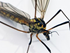 Nephrotoma appendiculata