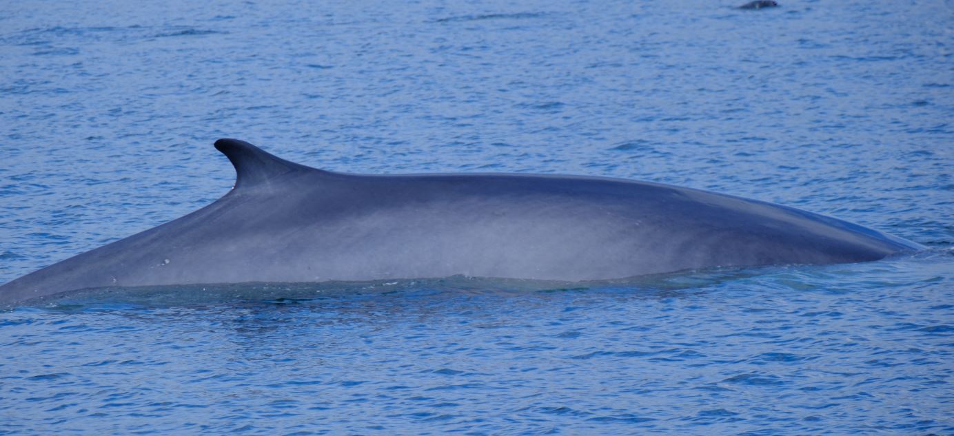 Balaenoptera physalus