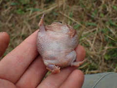 Breviceps verrucosus