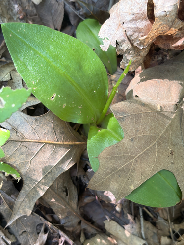 Liparis liliifolia, photograph 3