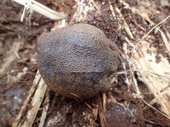 Breviceps verrucosus