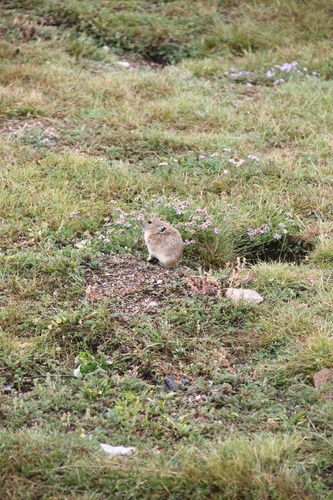 Black-lipped Pika