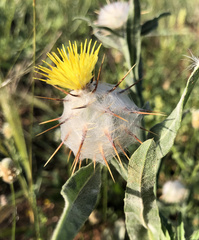 Centaurea eriophora