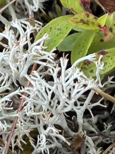 pixie cup and reindeer lichens