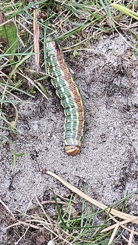 Pine Hawkmoth