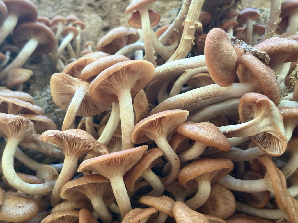 Ringless Honey Mushroom · August 2026 · photo: Photo: (c) Karina M. Torres, some rights reserved (CC BY) · iNaturalist