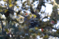 Sciurus nayaritensis nayaritensis