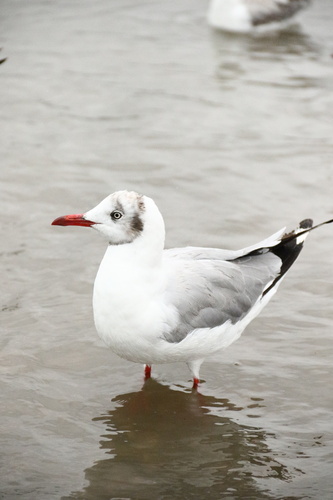 Brown-headed Gull