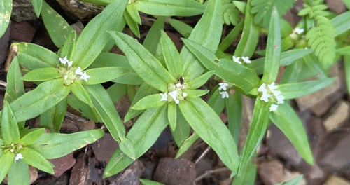 Spermacoce pusilla observed 2026-08-28