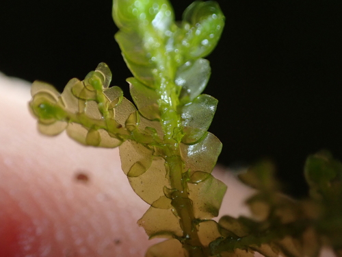 Porella cordaeana, 2026-08-27