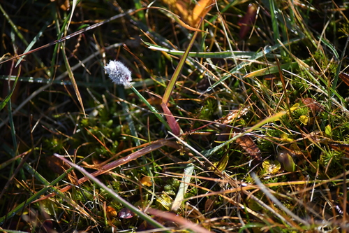 Alopecurus magellanicus