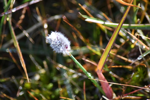 Alopecurus magellanicus, photograph 1
