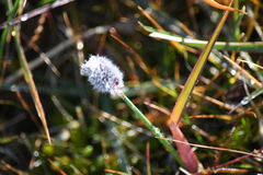 Alopecurus magellanicus, photograph (c) EstebanMH, some rights reserved (CC BY)