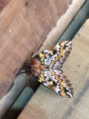 Ormiscodes schmidtnielseni