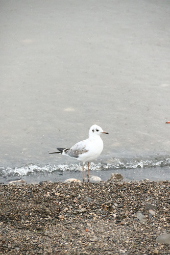 Black-headed Gull