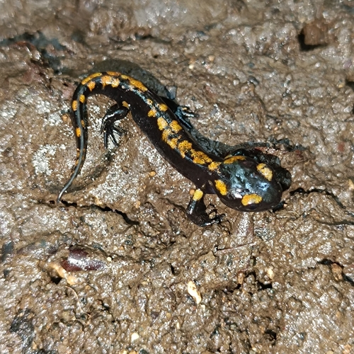 Italian Fire Salamander