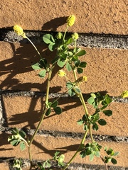 Medicago lupulina