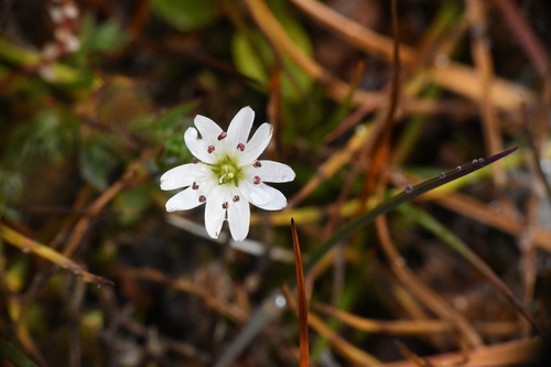 Stellaria longipes, photograph 6