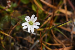 Stellaria longipes, photograph (c) EstebanMH, some rights reserved (CC BY)