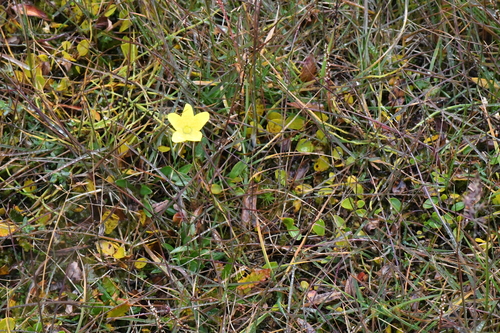 Saxifraga hirculus, photograph 5