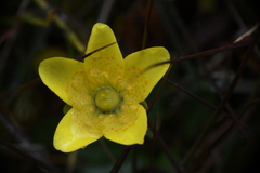 Saxifraga hirculus, photograph (c) EstebanMH, some rights reserved (CC BY)