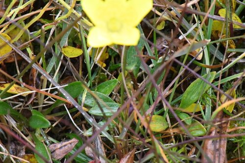 Saxifraga hirculus, photograph 6