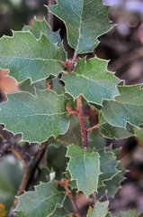 Quercus wislizeni frutescens