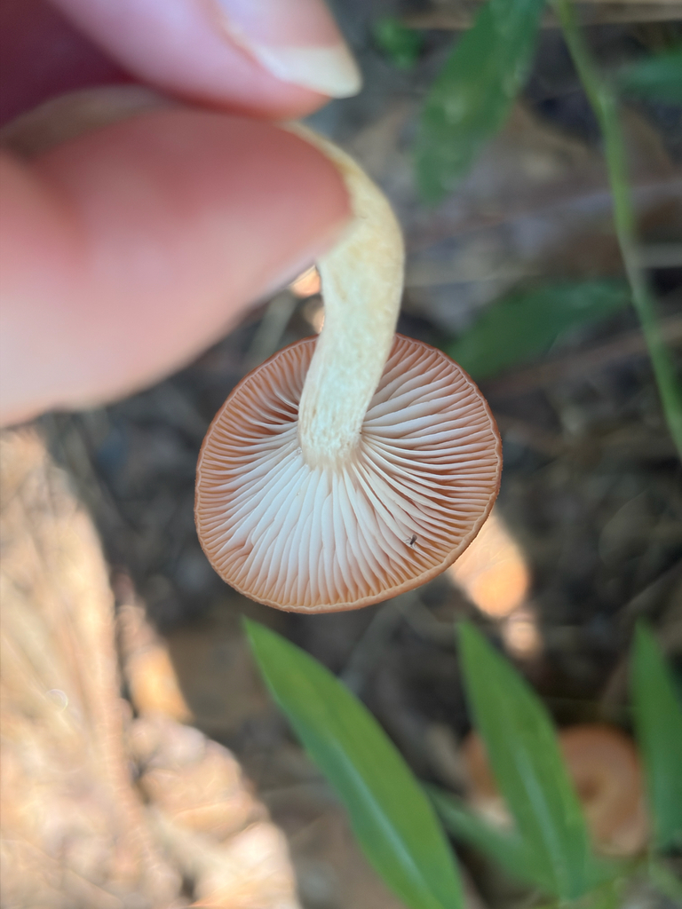 Ringless Honey Mushroom · August 2026 · photo: Photo: (c) Karina M. Torres, some rights reserved (CC BY) · iNaturalist