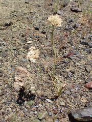 Allium haematochiton