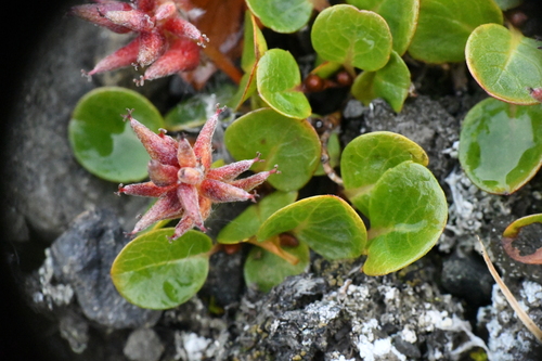 Salix polaris, photograph 4
