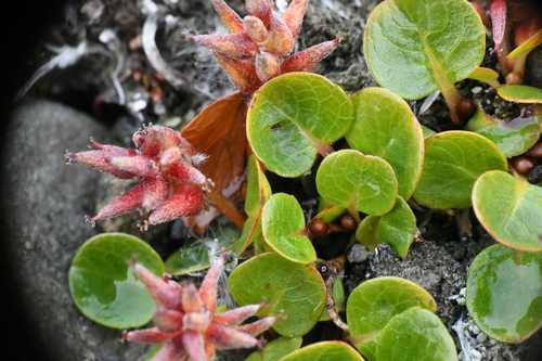 Salix polaris, photograph 5