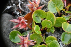 Salix polaris, photograph (c) EstebanMH, some rights reserved (CC BY)