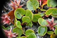 Salix polaris, photograph (c) EstebanMH, some rights reserved (CC BY)