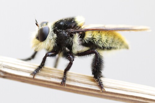 Golden-tailed Beebandit