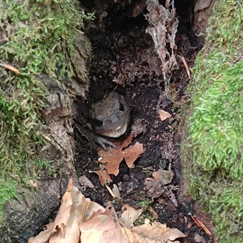 European Toad