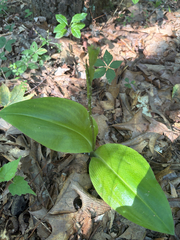 Liparis liliifolia