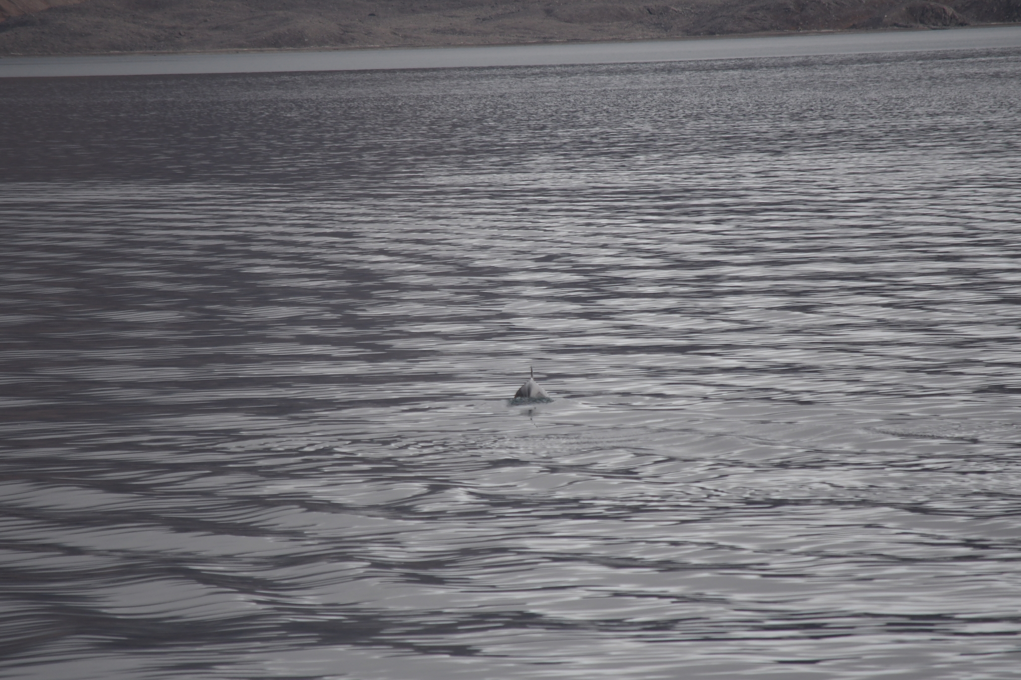 Balaenoptera acutorostrata
