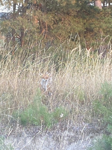 Red Fox